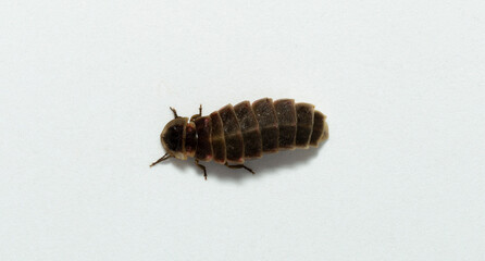 Lampyridae Lampyris noctiluca the common glow-worm Europe. Female Firefly.
