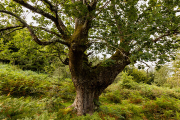 Zonas verdes, naturaleza del entorno de Zugarramurdi y Urdazubi