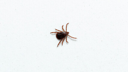 Ixodes ricinus, the castor bean tick, is a chiefly European species of hard-bodied tick.