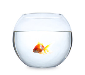 Beautiful bright small goldfish in round glass aquarium isolated on white