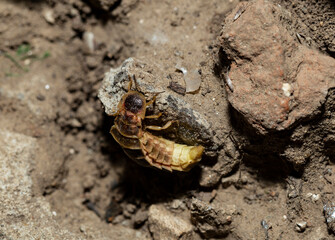 The female Firefly, waiting for the male. Lampyridae Lampyris noctiluca the common glow-worm Europe.