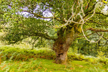 Zonas verdes, naturaleza del entorno de Zugarramurdi y Urdazubi