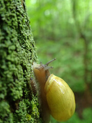 un escargots jaune sur le tronc d'un arbre