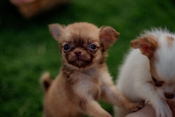 Fototapeta na wymiar adorable small puppies purebred chihuahua