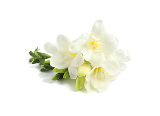 Fototapeta na wymiar Beautiful tender freesia flowers on white background