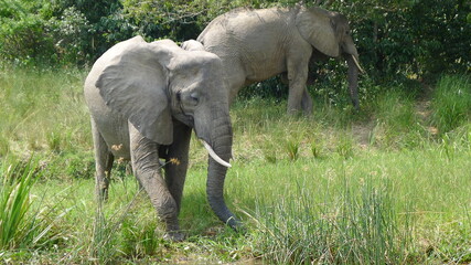 Elephant Africa Uganda