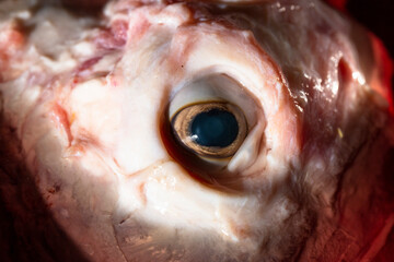 Sheep meat in water. The head of the animal without the skin. The eye of a slaughtered animal....