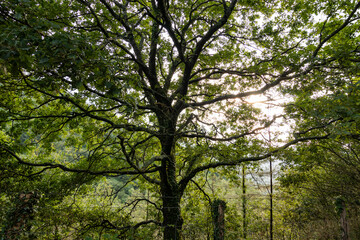 Zonas verdes, naturaleza del entorno de Zugarramurdi y Urdazubi