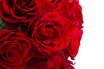 beautiful red roses isolated