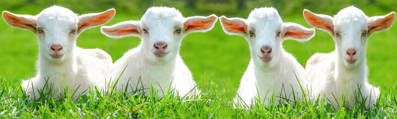 Funny animals background banner - Four cute little smiling goat / lamb babies are sitting on a...