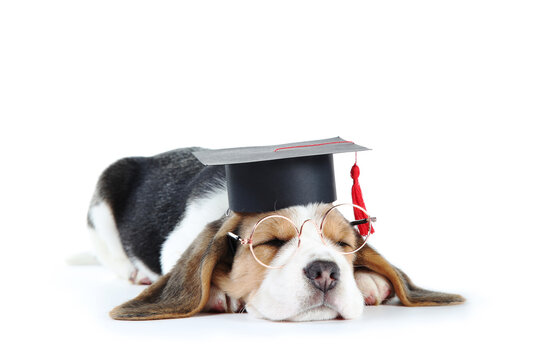 Golden Retriever Puppy With Black Graduation Hat And Eyeglasses