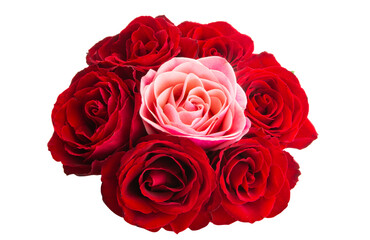 beautiful red roses isolated