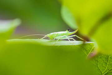 Meconema thalassinum, oak bush-cricket or drumming katydid,