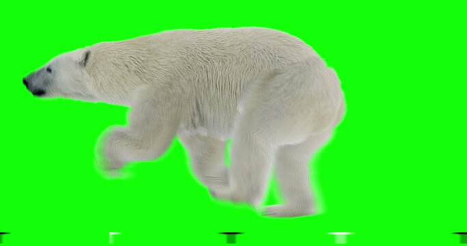 Polar white bear running on green screen for easy chroma keying. Isolated white arctic animal video allows to add background in post-production. Element for visual effects.