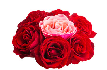 beautiful red roses isolated