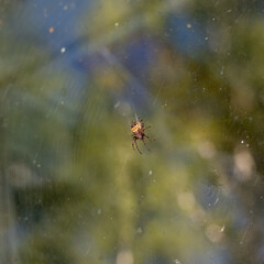 A small spider with a beautiful pattern on the back.