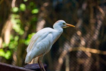 Wild animals close up: White egyptian heron