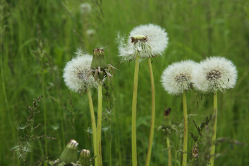 Dandelion flowers with white balls of seeds. Dandelions in the green grass