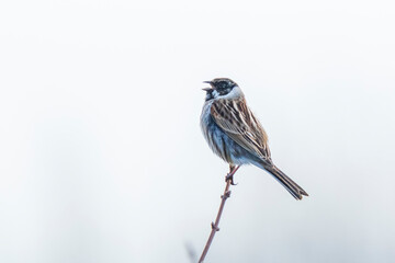 reed bunting Emberiza schoeniclus singing bird