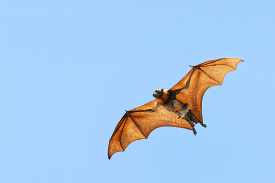 Graukopf-Flugh&uuml;ndin s&auml;ugt Jungtier im Flug