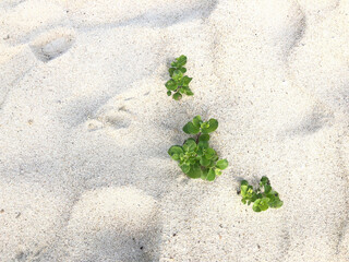 砂浜に生える雑草