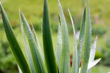 little palm tree in the garden, background
