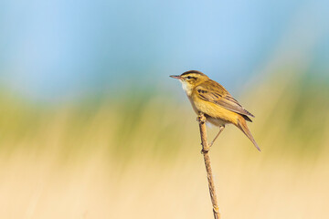 Eurasian reed warbler Acrocephalus scirpaceus bird singing in reeds during sunrise.