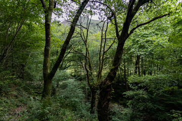 Zonas verdes, naturaleza del entorno de Zugarramurdi y Urdazubi