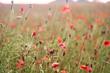 Meadow with beautiful bright red poppy flowers in spring. High-quality photo