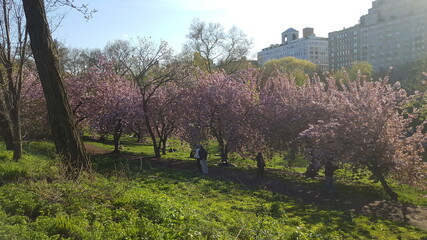 ニューヨークの春