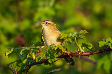 Sedge Warbler, Acrocephalus schoenobaenus, singing