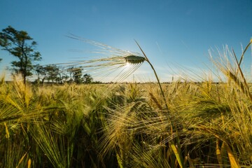 Sun Shining Through Barley / Wheat Plant