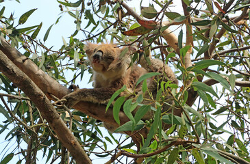 Koala scratching itself - Victoria, Australia