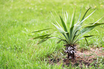 little palm tree in the garden, background
