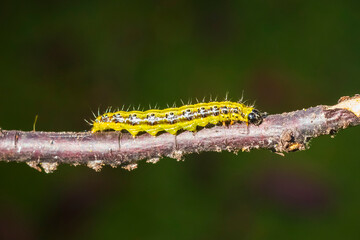 Box tree moth caterpillar, Cydalima perspectalis, closeup feeding