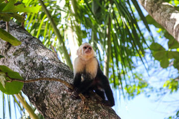 Portrait and close up to capuchin Monkey in Costa Rica, Manuel Antonio National Park, Central...