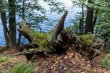 Hammersee, Naturpark Schlaubetal, Deutschland