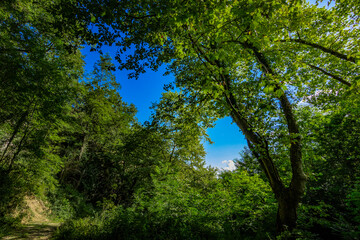Zonas verdes, naturaleza del entorno de Zugarramurdi y Urdazubi