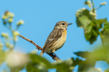 Stonechat, Saxicola rubicola, bird female perching