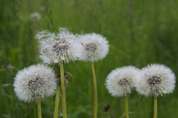 Dandelion flowers with white balls of seeds. Dandelions in the green grass