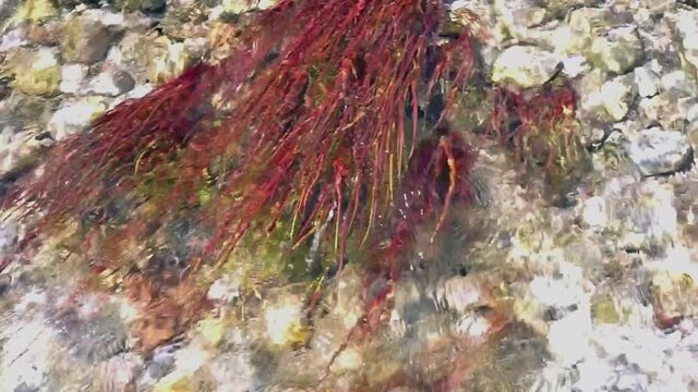The bottom of the river with stones covered with red algae. Background and surface texture.