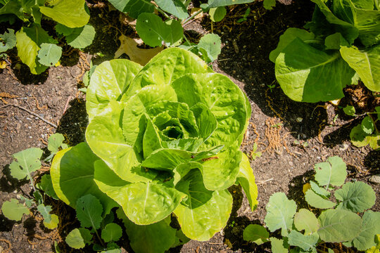 Close-up of top view of bib lettuce with a bug surrounded by radish plants