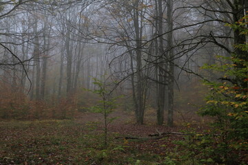Fototapeta na wymiar Spooky forest 