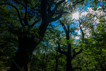 Zonas verdes, naturaleza del entorno de Zugarramurdi y Urdazubi