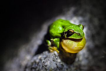 Rana San Antonio en Charca