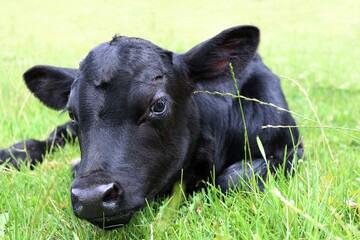 Close-up of newborn pure black Holstein cross calf laying down in bright green grass