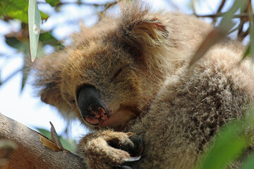Koala sleeping close up - Victoria, Australia