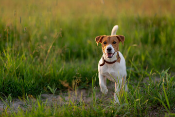 jack Russell terrier looking in to camera