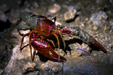 Cangrejo en Charca