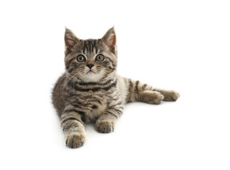 Fototapeta na wymiar Cute tabby kitten on white background. Baby animal